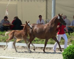 Dressurpferd Hengst von Dreidimensional AT (Deutsches Reitpony, 2013, von Dreidimensional AT NRW)