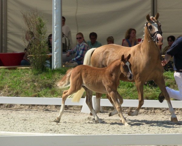 dressage horse Dimaro 10 (German Riding Pony, 2013, from Dreidimensional AT NRW)