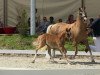 Dressurpferd Dimaro 10 (Deutsches Reitpony, 2013, von Dreidimensional AT NRW)