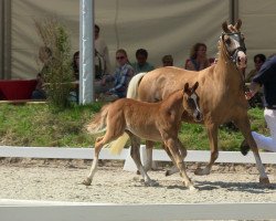 Dressurpferd Dimaro 10 (Deutsches Reitpony, 2013, von Dreidimensional AT NRW)