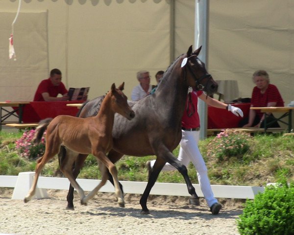 dressage horse Don Allegro 8 (German Riding Pony, 2013, from Dreidimensional AT NRW)