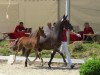 dressage horse Don Allegro 8 (German Riding Pony, 2013, from Dreidimensional AT NRW)