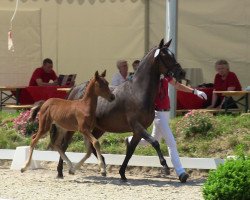 Dressurpferd Don Allegro 8 (Deutsches Reitpony, 2013, von Dreidimensional AT NRW)