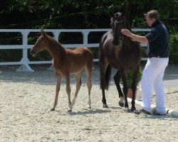 dressage horse Der Eine (German Riding Pony, 2013, from Dreidimensional AT NRW)