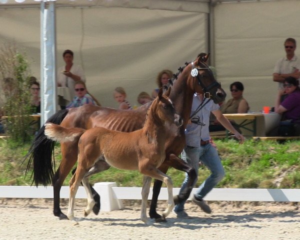 stallion Dresscode AT (German Riding Pony, 2013, from Dreidimensional AT NRW)