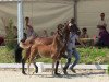 stallion Dresscode AT (German Riding Pony, 2013, from Dreidimensional AT NRW)