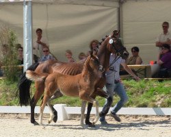 Deckhengst Dresscode AT (Deutsches Reitpony, 2013, von Dreidimensional AT NRW)