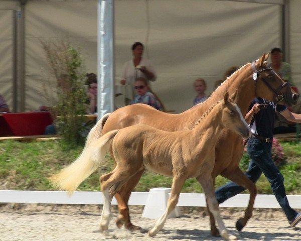 dressage horse Dream and more v. H. (German Riding Pony, 2013, from Dreidimensional AT NRW)