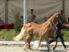 Springpferd Dream and more v.H. (Deutsches Reitpony, 2013, von Dreidimensional AT NRW)