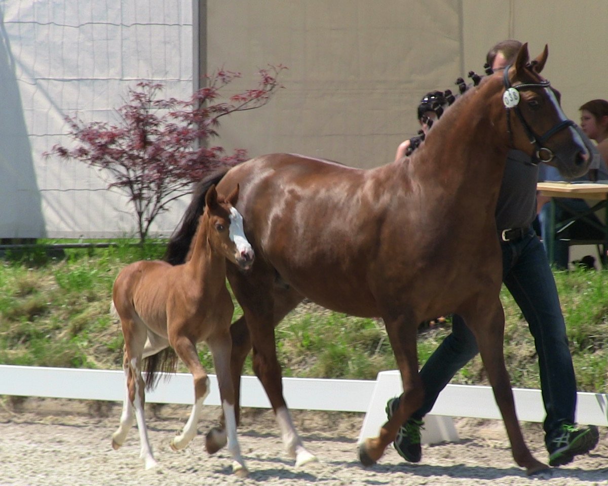 dressage horse Stute von Dreidimensional AT (German Riding Pony, 2013, from Dreidimensional AT NRW)