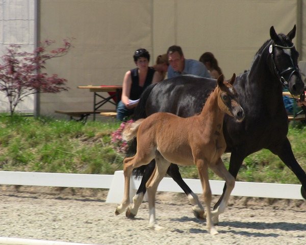 broodmare Dörthe (Westphalian, 2013, from Dreidimensional AT NRW)