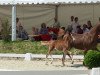 Zuchtstute Dirphya AT (Deutsches Reitpony, 2013, von Dreidimensional AT NRW)