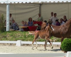 broodmare Dirphya AT (German Riding Pony, 2013, from Dreidimensional AT NRW)