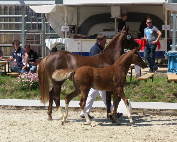 broodmare Damour (German Riding Pony, 2013, from Dreidimensional AT NRW)