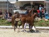 Zuchtstute Damour (Deutsches Reitpony, 2013, von Dreidimensional AT NRW)