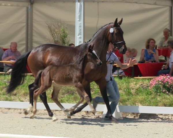 dressage horse Dante Divinus NW (Westphalian, 2013, from Dante Weltino Old)