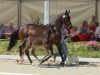 dressage horse Dante Divinus NW (Westphalian, 2013, from Dante Weltino Old)