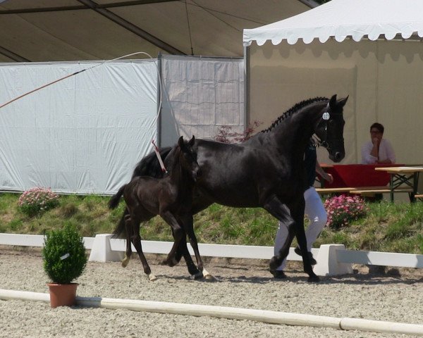 dressage horse Hengst von Feedback (Westphalian, 2013, from Feedback 16)