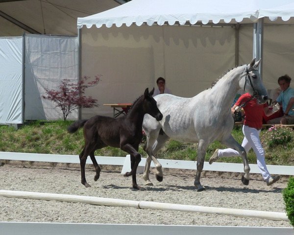 dressage horse Special Surprise (Westphalian, 2013, from Special Agent Amour)