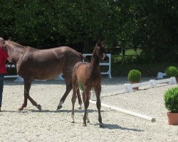 dressage horse Diablo 132 (Westphalian, 2013, from Demirel)