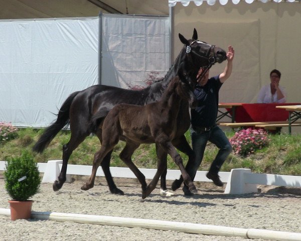 dressage horse The Dark Temptation (Westphalian, 2013, from Tailormade Temptation)