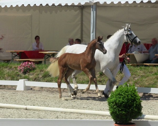 stallion Pikeur Llandudno (Westphalian, 2013, from Los Angeles)