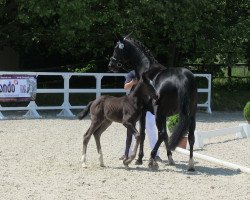 dressage horse Belle de Brillet (Westphalian, 2013, from Brisbane)