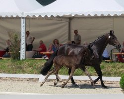 Dressurpferd Star Love (Westfale, 2013, von Stoiber SN)