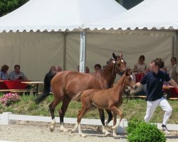 Dressurpferd Stute von Vitalis (Westfale, 2013, von Vitalis)