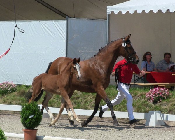 Springpferd Bailey MH (Westfale, 2013, von Balous Crack)