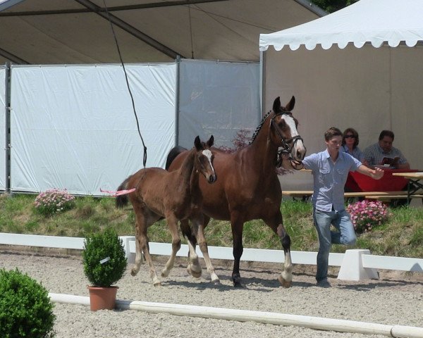 Dressurpferd Stute von Son of Cologne (Westfale, 2013, von Son of Cologne)