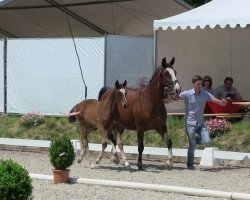 dressage horse Stute von Son of Cologne (Westphalian, 2013, from Son of Cologne)