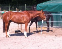 dressage horse Daddy Buh (Oldenburg, 2007, from Daddy Cool)