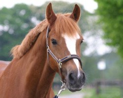 dressage horse Couky (German Riding Pony, 2002, from Cocky Man)