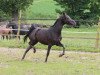 broodmare Ladys Night 4 (German Sport Horse, 2009, from Larengos)