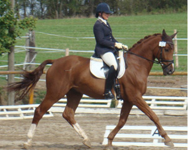 horse Rieu S (German Sport Horse, 2008, from Renier)