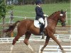 horse Rieu S (German Sport Horse, 2008, from Renier)