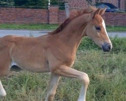 dressage horse Hengst von Macchiato / Scuderia (Westphalian, 2021, from Macchiato)