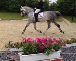 dressage horse Carpe Diem 55 (Hanoverian, 2005, from Charon)