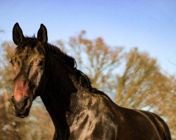 dressage horse Sir (Mecklenburger, 2014, from Sir Galanto)