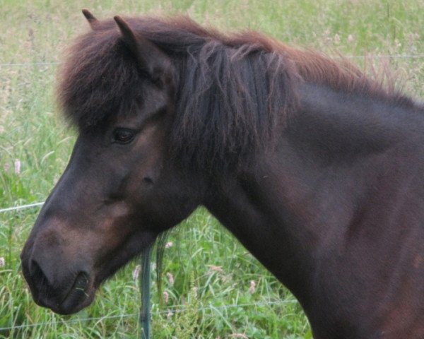 broodmare Dunja von der Fuchsfarm (Iceland Horse, 2001, from Tyr vom Falkenhof)