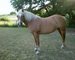 dressage horse Flavia (17,19% ox) (Edelbluthaflinger, 1996, from Novell (9,375% ox))