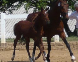 broodmare Model S (German Sport Horse, 2011, from Quidams Quit)