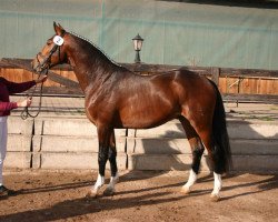 horse Sardonyx (German Sport Horse, 2004, from Santander H)