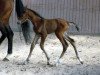 broodmare My Magic S (German Sport Horse, 2010, from Quidams Quit)