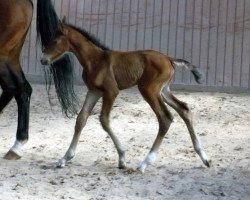 broodmare My Magic S (German Sport Horse, 2010, from Quidams Quit)