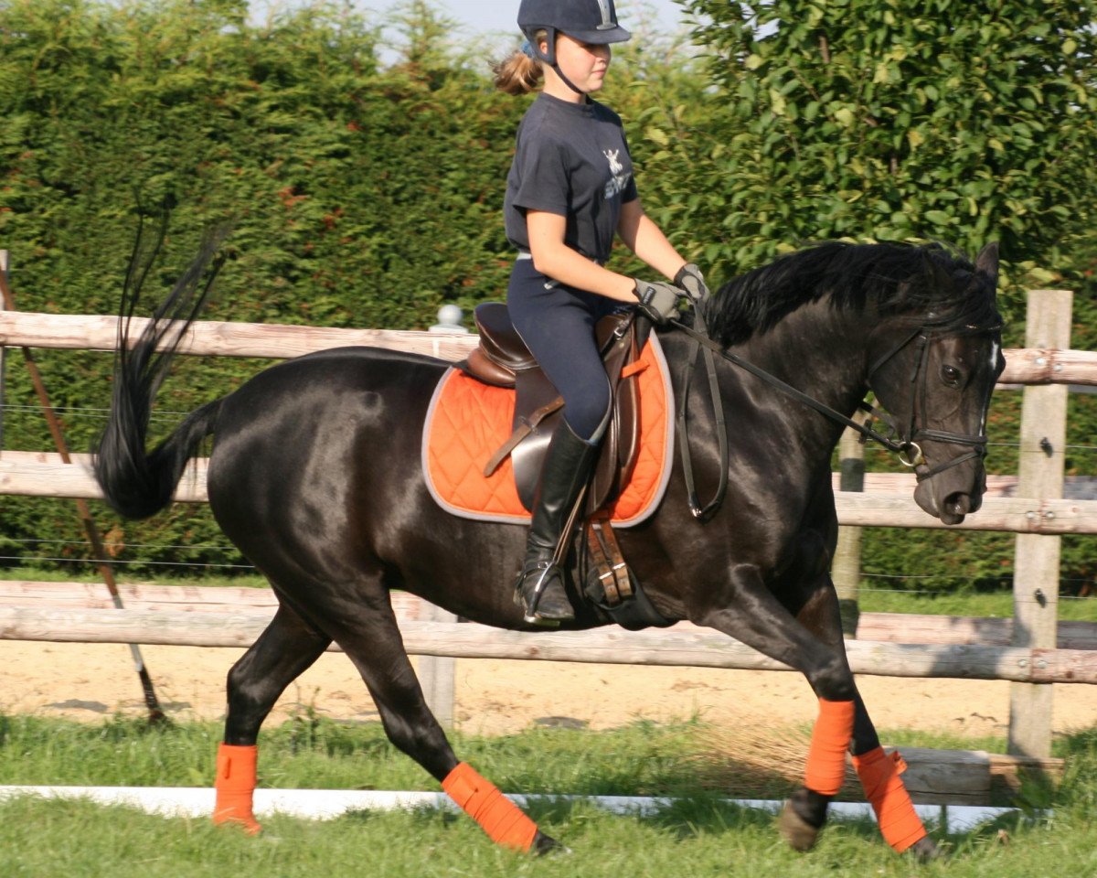 dressage horse Pretty in Pink 2 (German Riding Pony, 2002)