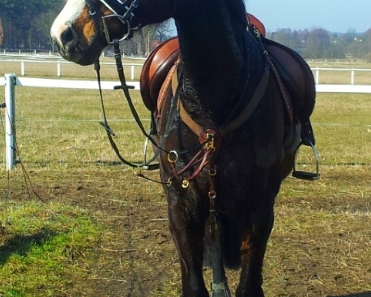 broodmare Larouchel (Hanoverian, 2000, from Lanciano)