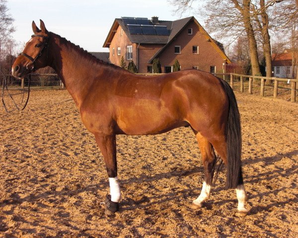 dressage horse Fletcher H (Westphalian, 2007, from Flovino)