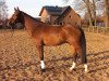 dressage horse Fletcher H (Westphalian, 2007, from Flovino)